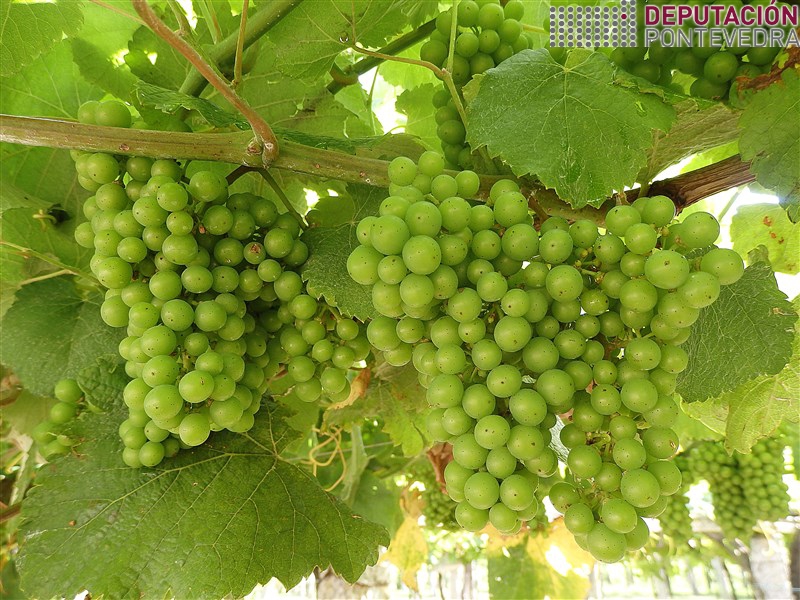 Vid - Grapevine - Vide >> 04xull18_Tamaño uva nunha finca Salnes.jpg